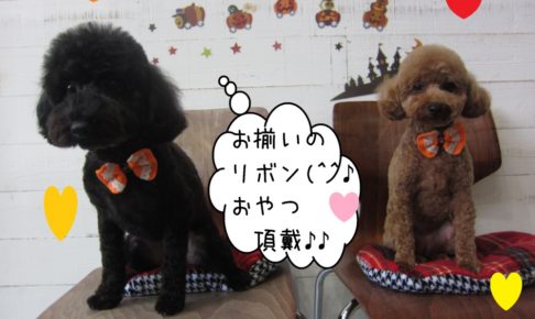 お揃いトイプードル