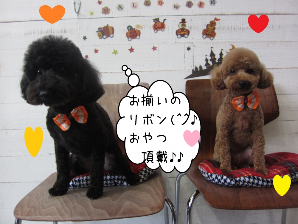 お揃いトイプードル