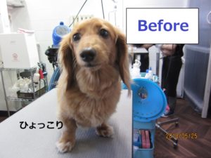 カット前ミニチュアダックス