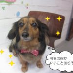 つぶらな瞳ミックス