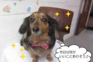 つぶらな瞳ミックス