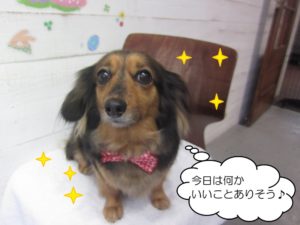 つぶらな瞳ミックス