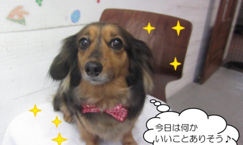 つぶらな瞳ミックス