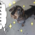 おすましミニチュアダックス