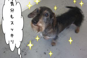 おすましミニチュアダックス