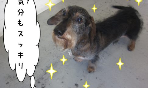 おすましミニチュアダックス