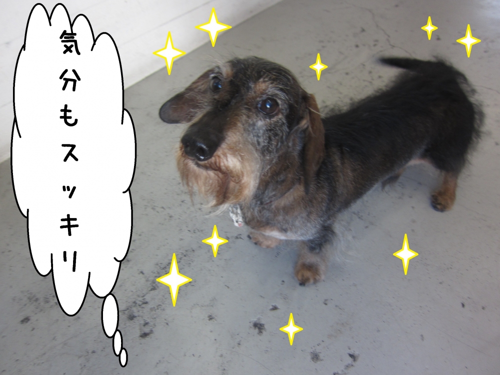 おすましミニチュアダックス