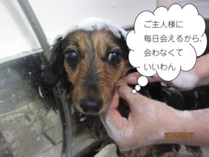 シャンプー中ミックス