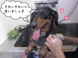 シャンプー中ミニチュアダックス