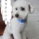 さわやか白トイプードル