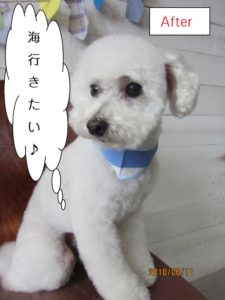 さわやか白トイプードル