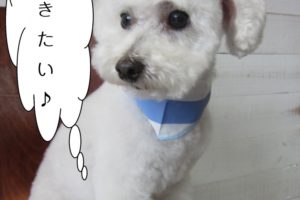 さわやか白トイプードル