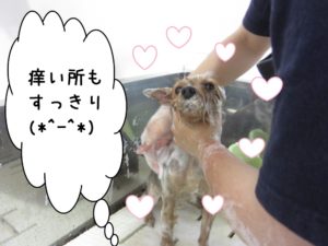 シャンプー中ヨーキー