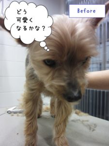 カット前ヨーキー