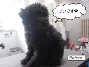 カット前トイプードル