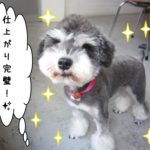 おすましMシュナ