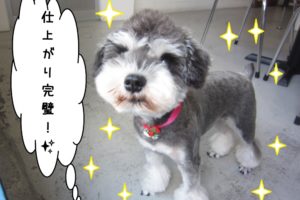 おすましMシュナ