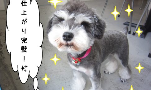 おすましMシュナ