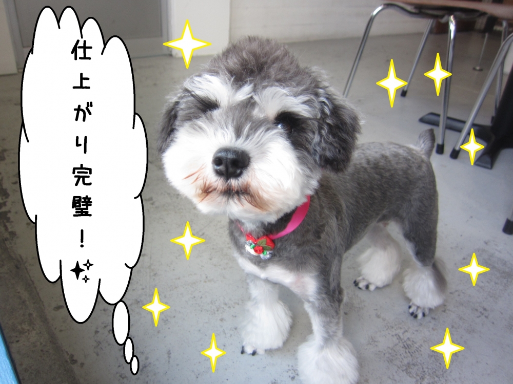 おすましMシュナ