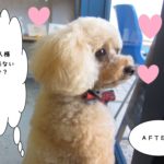 窓際横顔トイプードル
