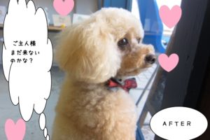 窓際横顔トイプードル