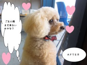 窓際横顔トイプードル