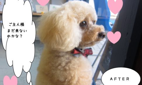 窓際横顔トイプードル