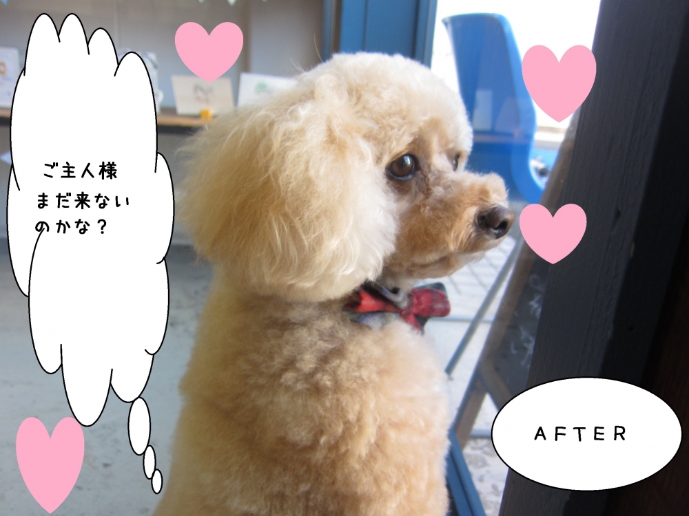 窓際横顔トイプードル