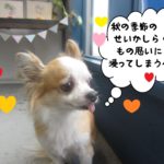 物思いミックスチワワ