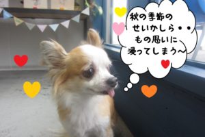 物思いミックスチワワ