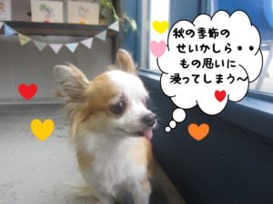 物思いミックスチワワ