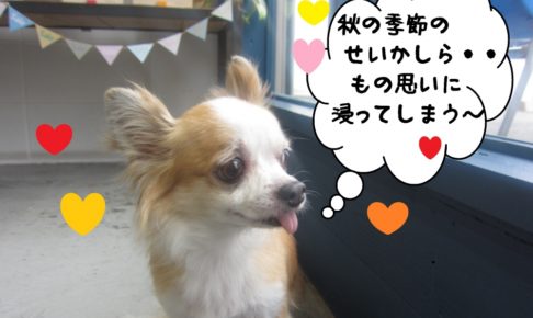 物思いミックスチワワ