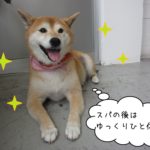 おすわり柴犬