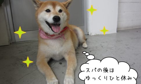 おすわり柴犬