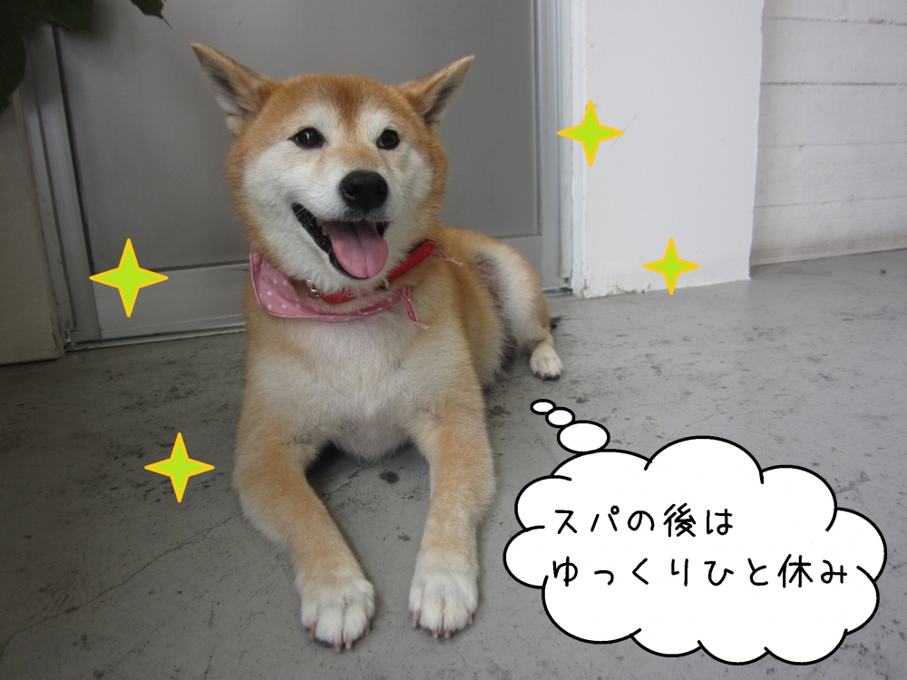 おすわり柴犬