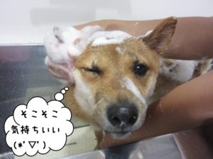 シャンプー中豆柴