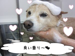 シャンプー中ミックス