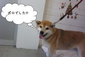 笑顔柴犬