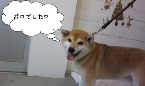 笑顔柴犬