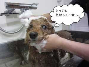 シャンプー中トイプードル