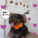 笑顔ミニチュアダックス