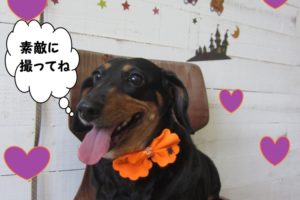 笑顔ミニチュアダックス