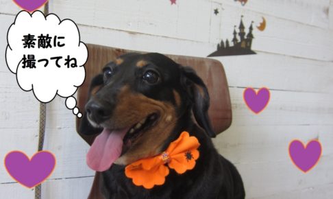 笑顔ミニチュアダックス
