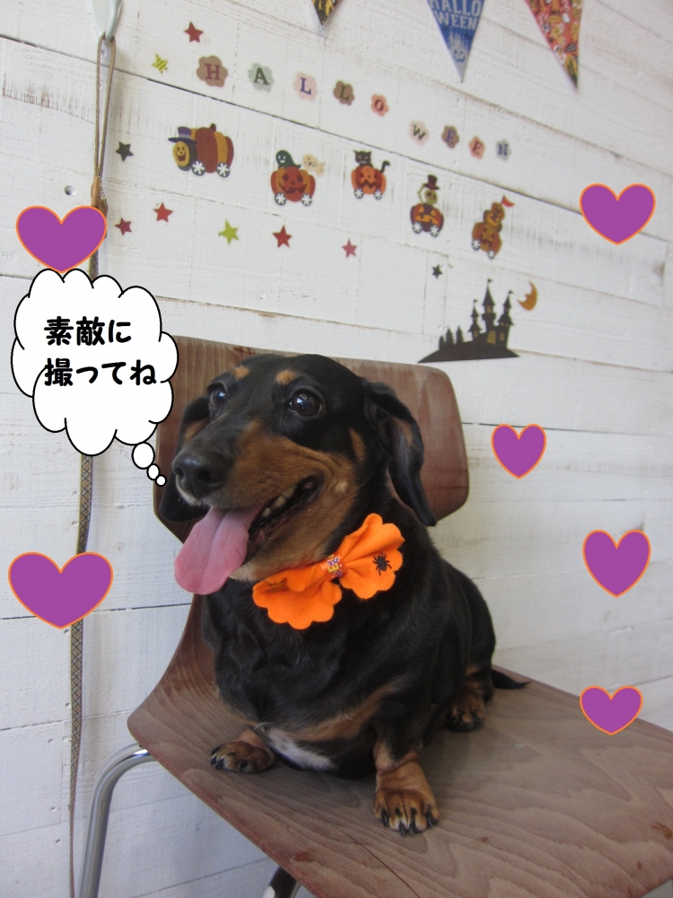 笑顔ミニチュアダックス