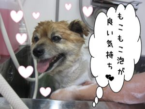 シャンプー中ミックス