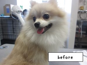 カット前ポメラニアン