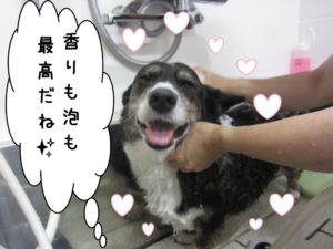 シャンプー中コーギー