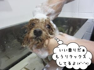 シャンプー中トイプードル