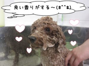 シャンプー中トイプードル