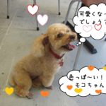 笑顔トイプードル
